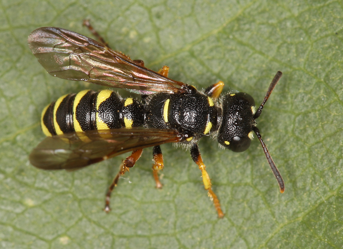 Cerceris quinquefasciata | BWARS